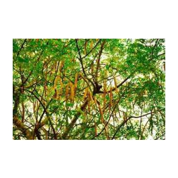 Moringa - kapsułki nie tylko szczęścia